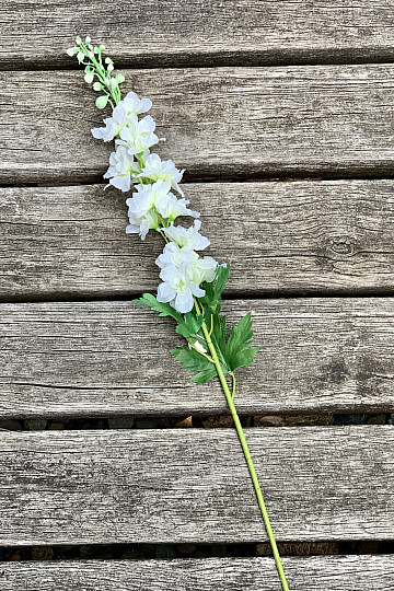 Delphinium bel 79 cm