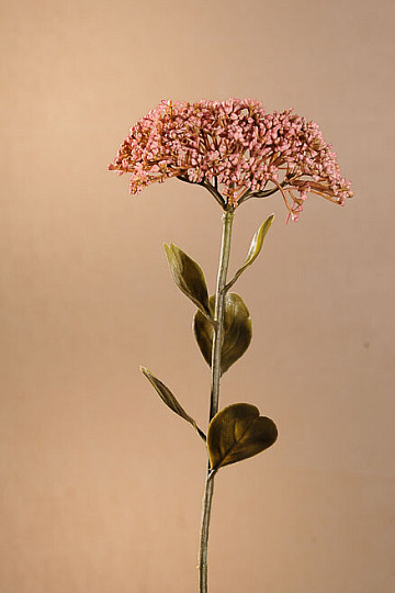 SUHI POLNOCVETI SEDUM 46 cm star roza