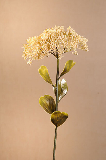 SUH POLNOCVETI SEDUM 46 cm bel