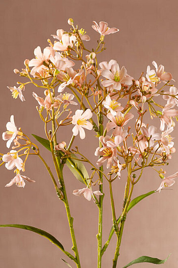 DAPHNE SPRAY ROZA