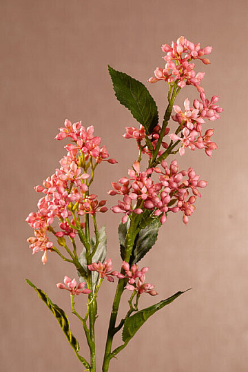 VIBURNUM TINUS ROZA