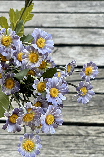 MINI DAISY MODRA