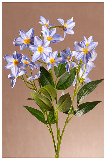 MODRI KLEMATIS