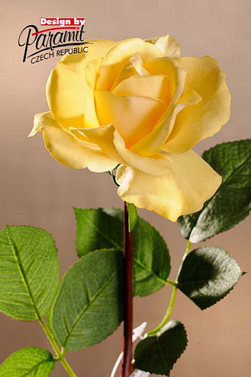 Rumena vrtnica 67 cm