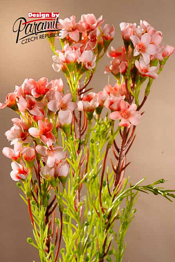 Waxflower sveto roza 79 cm