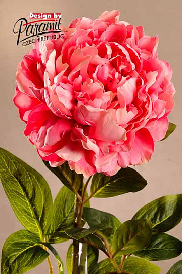 Rožnata potonika 72 cm