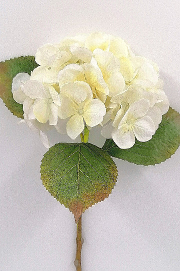 Hortenzija bela 48 cm