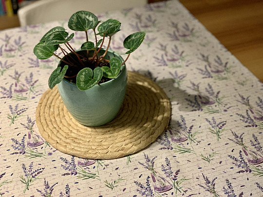 prt DIŠA SIVKE 120x120