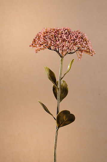 SUHI POLNOCVETI SEDUM 46 cm star roza