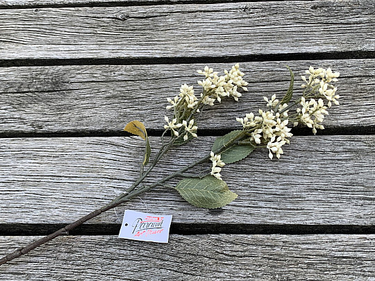 SUHA VIBURNUM TINUS 58 cm bela