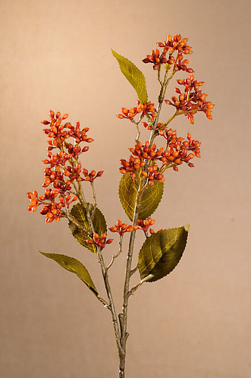 SUHA VIBURNUM TINUS 58 cm oranžna