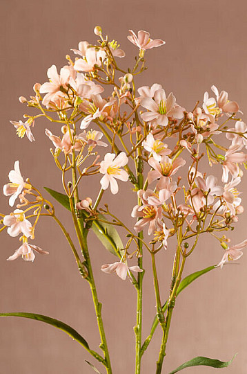 DAPHNE SPRAY ROZA