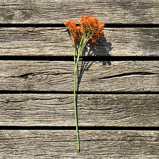 MAVEČNI SPREJ ORANŽNEGA OBLIKA
