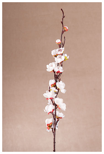 BELA ČEŠNJA POMLAD