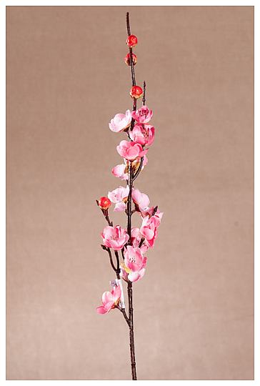 ČEŠNJA SPOMLADANSKA ROZA