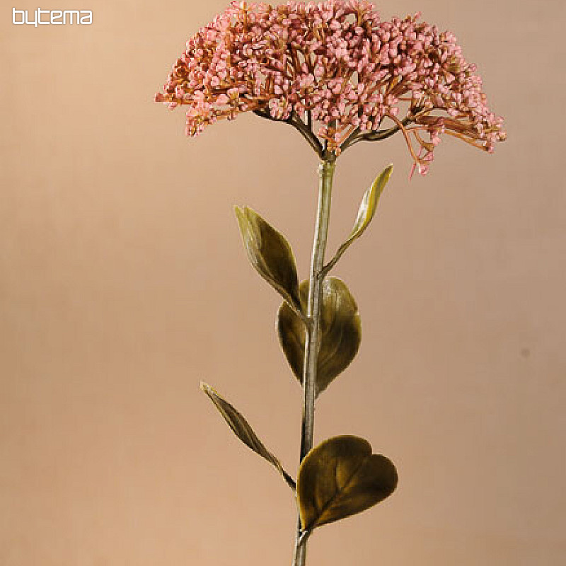 SUHI POLNOCVETI SEDUM 46 cm star roza