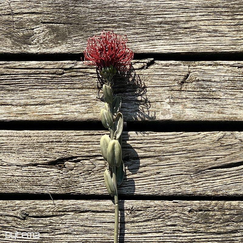 SUHA MALA RDEČA PROTEA