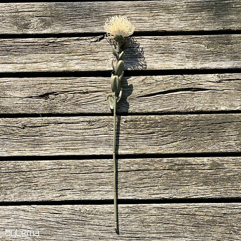 SUHA MAJHNA BELKA PROTEA