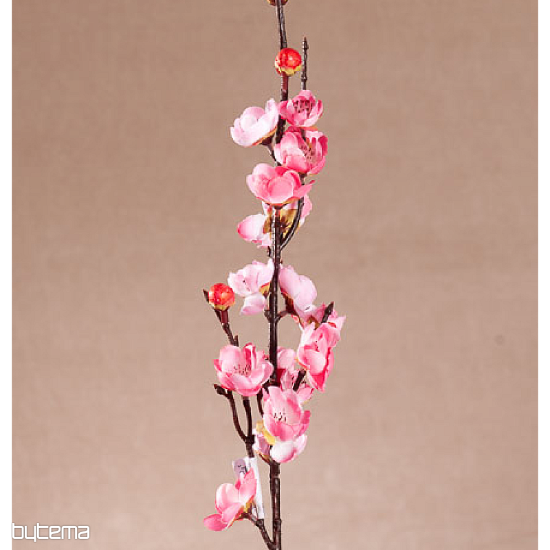 ČEŠNJA SPOMLADANSKA ROZA