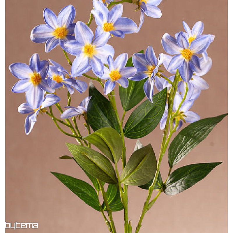 MODRI KLEMATIS