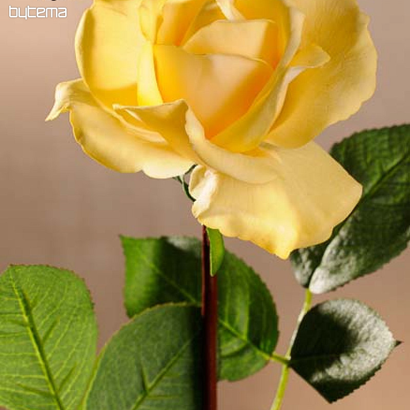 Rumena vrtnica 67 cm