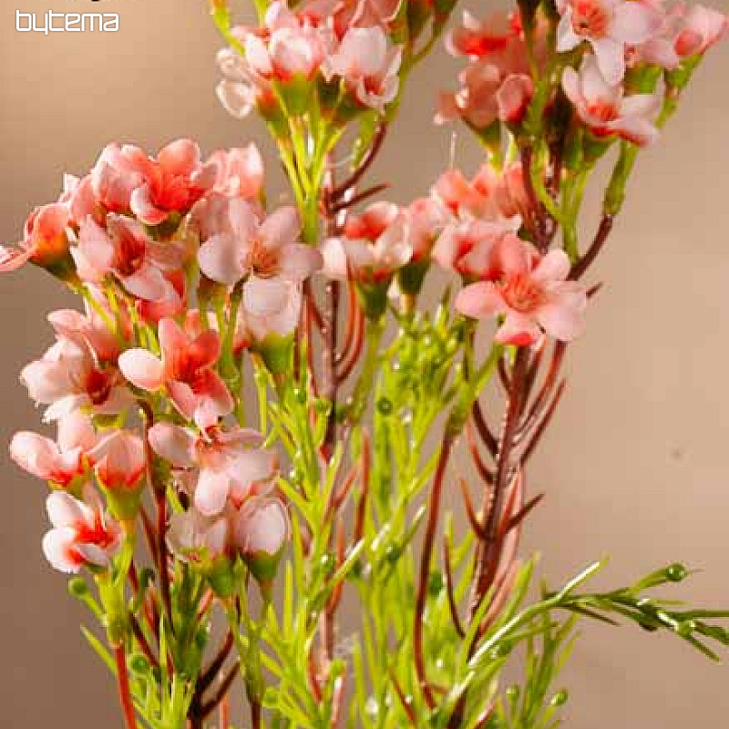 Waxflower sveto roza 79 cm