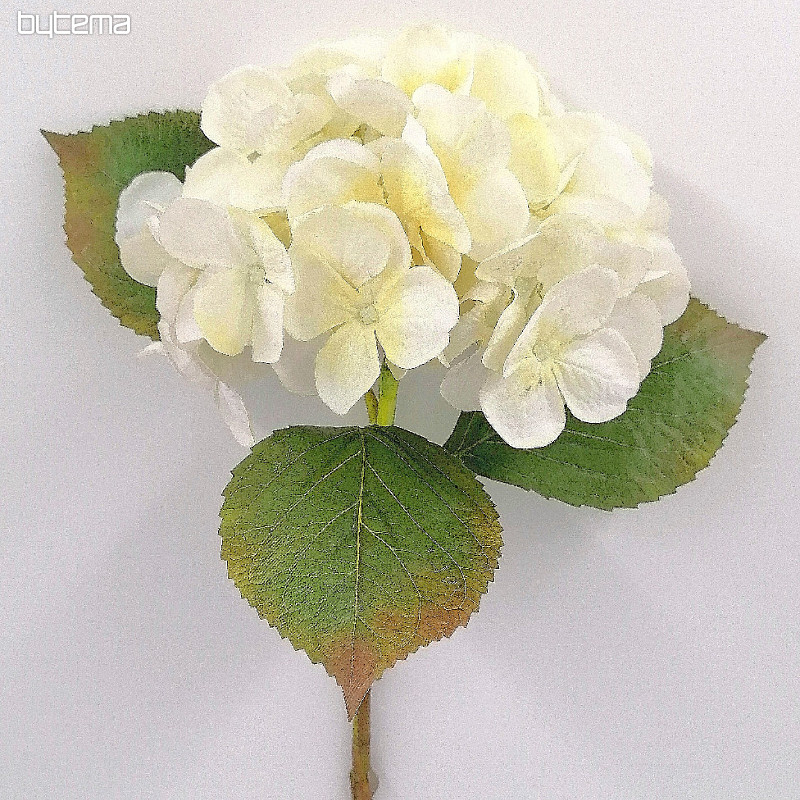 Hortenzija bela 48 cm