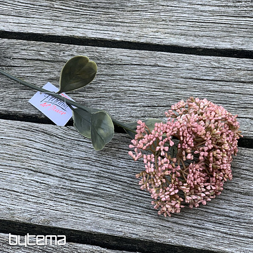 SUHI POLNOCVETI SEDUM 46 cm star roza