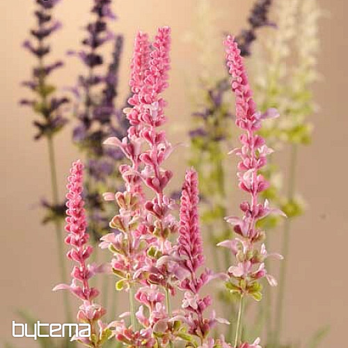 Snop Garden Lavender 46 cm roza