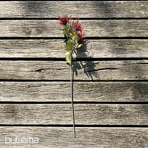 SUHA DIVJA MORSKA RDEČA BOZIKA