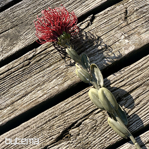 SUHA MALA RDEČA PROTEA