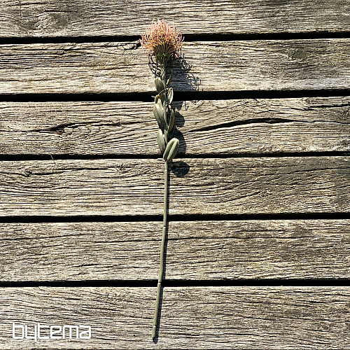 SUHA MALA PROTEA ROZA