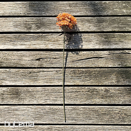 SUHA KRONA CVET POMARANČE