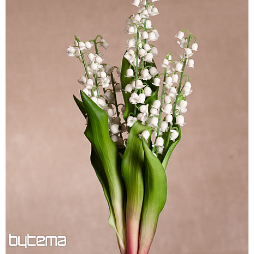 LILIJA DOLGOŽIVEČJA