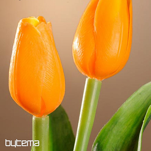 Mešanica barv tulipanov