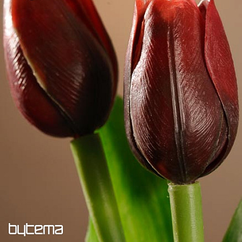 Mešanica barv tulipanov